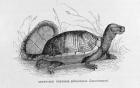 Snuff-box Tortoise (Cinostemon Leucostomum), from 'The Ancient Cities of the New World', by Claude-Joseph-Desire Charnay, pub. 1887 (engraving)