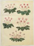 Cyclamen purprascens from the album Gottorfer Codex, c.1650 (gouache on parchment)