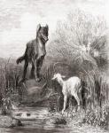 The Wolf and the Lamb, from a late 19th century edition of 'Fables de La Fontaine' (wood engraving)