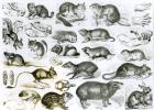 Rodentia-Rodents or Gnawing Animals (litho) (b/w photo)