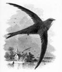 The Common Swift, illustration from 'A History of British Birds' by William Yarrell, first published 1843 (woodcut)
