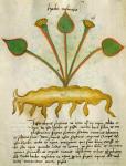 Ms 320 M Fol.29v Herba Nastrusio, from 'Liber Herbarius una cum rationibus conficiendi medicamenta' by Orgione Rizzardo (vellum)