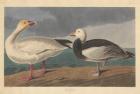 Snow goose, 1837 (coloured engraving)