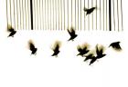 Starlings, 2003, (photogravure)