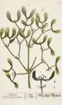 Mistletoe from 'A Curious Herbal', 1782 (coloured engraving)