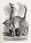 Cat in an affectionate frame of mind, from Charles Darwin's 'The Expression of the Emotions in Man and Animals', 1872 (litho)