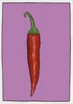 Chilli pepper purple
