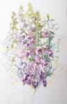 Foxgloves and White Campanulas,2012,(w/c on handmade paper)