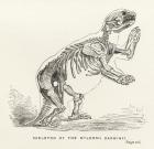 Skeleton of the Mylodon Darwinii, from 'Journal of Researches' by Charles Darwin (1809-82) published London 1890 (litho)