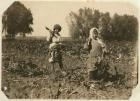 Amelia and Mary Luft, 9 and 12, cutting sugar beet on farm near Sterling, Colorado, 1915 (b/w photo)