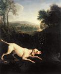 Louis XIV's Dog, Tane (oil on canvas)