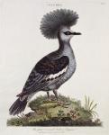 Great Crested Indian Pigeon (colour litho)