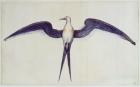 Frigate Bird (litho)