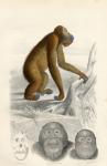 The Orangutan, engraved by Paquien (coloured engraving)