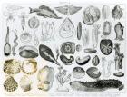 Molluscs (litho) (b/w photo)