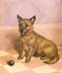 Waiting to Play, a Cairn terrier with a ball (oil)