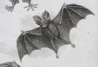 Bat, engraved by Milton (engraving)