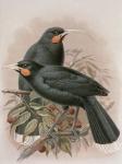 Huia, illustration from 'A History of the Birds of New Zealand' by W.L. Buller, 1887-88 (chromolitho)