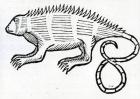 Iguana from 'la Historia general de las Indias' 1547 (woodcut)
