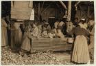 Bill May, aged 5 who makes 15 cents a day, in the shucking shed at Barataria Canning Company, Biloxi, Mississippi, 1911 (b/w photo)