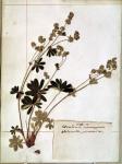 Alchemilla, from a Herbarium (pressed flowers)