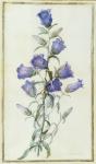 Campanula: Medium (Canterbury Bell) 1787