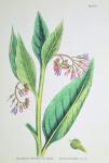 Common Comfrey, plate MCXVI, c.1800 (engraving)