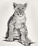 Lion Cub, 2011, (Charcoal on paper)