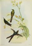 Sparganura Glyceria, from 'Tropical Birds' (colour litho)