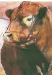 Zeus, Red Belted Galloway Bull, 2006 (mixed media on paper) (detail of 275255)