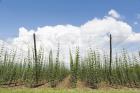 Hop plants growing in a hop field, Humulus lupulus, near Celje, Styria, Slovenia (photo)