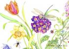 Primrose and Dragonfly, 2007 Botanical print-card collection, (watercolour on watercolor paper)