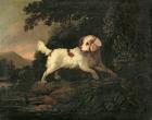 Study of Clumber Spaniel in Wooded River Landscape