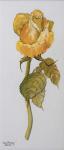 Single Yellow Rose Arthur Bell 2006 (water colour on paper)