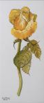 Single Yellow Rose Arthur Bell 2006 (water colour on paper)