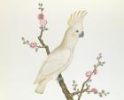 Lesser Lemon Crested Cockatoo, perched on a sprig of flowering Japonica, Ch'ien-lung period (1736-96) (colour on paper)