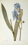 Iris Pallida, from `Les Liliacees', 1812 (coloured engraving)