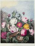 Roses, engraved by Earlom, from 'The Temple of Flora', by Robert Thornton, pub. 1805 (coloured engraving)