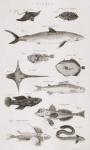 Different types of fish (engraving)