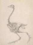 The Skeleton of a Fowl, from the series 'A Comparative Anatomical Exposition of the Structure of the Human Body with that of a Tiger and a Common Fowl', 1795-1806 (graphite on paper)