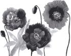 Poppies in Black and white