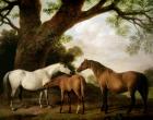 Two Shafto Mares and a Foal, 1774 (oil on panel)