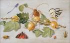 Still life of branch of gooseberries, with a butterfly, moth, damsel fly and other insects (oil on copper)