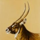 waterbuck, 2014, oil on canvas