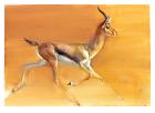 Arabian Gazelle, 2010 (oil on paper)