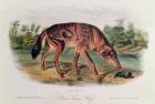 Red Wolf from 'Quadrupeds of North America', 1842-45 (hand coloured lithograph)