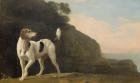 A Foxhound, c.1760 (oil on paper laid on board)