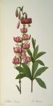Lilium Martagon, from `Les Liliacees, 1806 (coloured engraving)