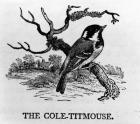The Cole-Titmouse, illustration from 'The History of British Birds' by Thomas Bewick, first published 1797 (woodcut)