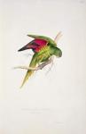 Maton's Parakeet (colour litho)